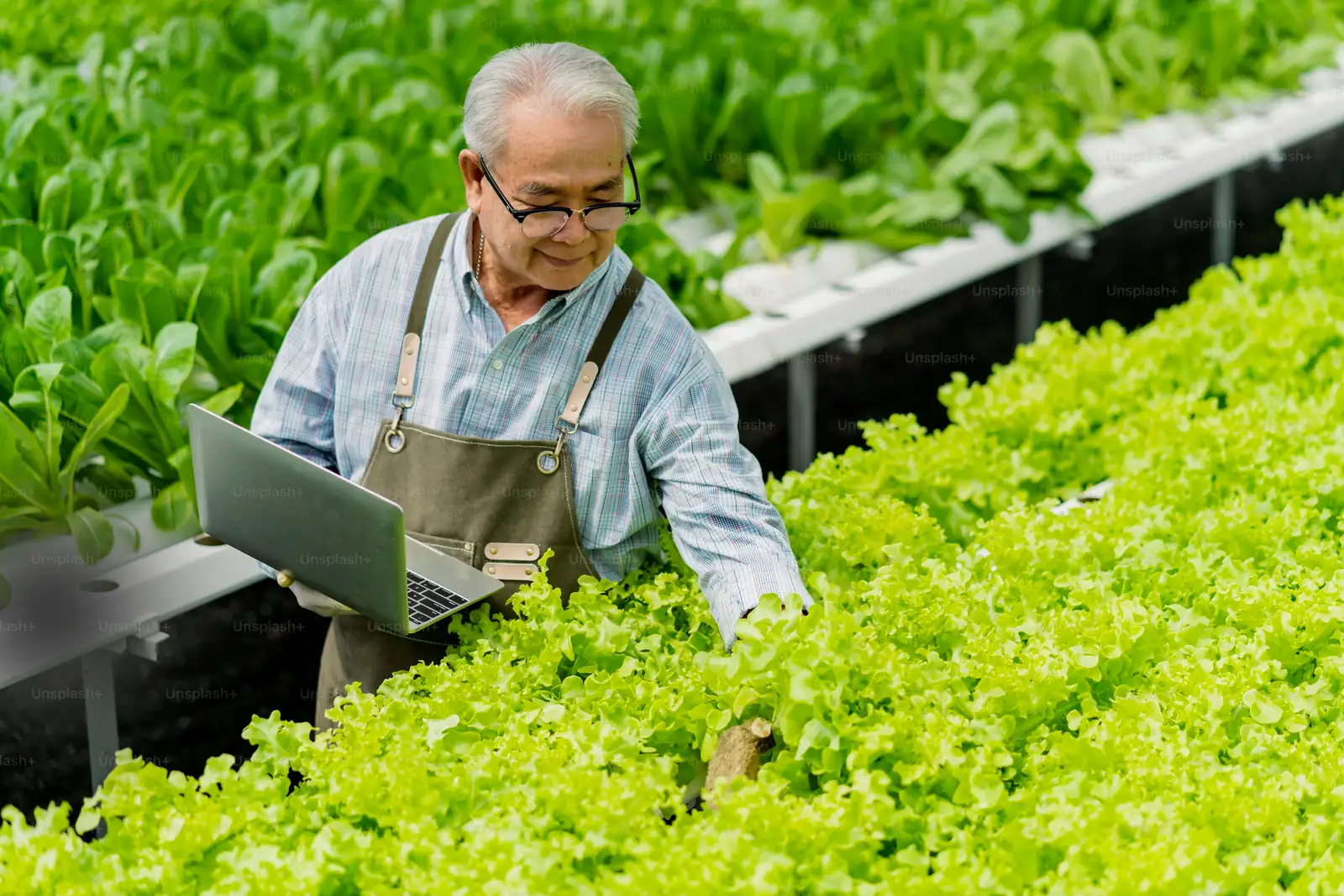 organic vs inorganic fertilizers