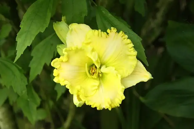 From Asia to America: The Epic Journey of the Daylily