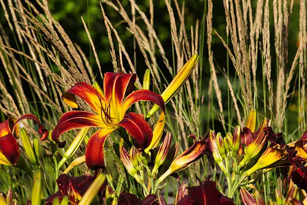 daylilies in American garden