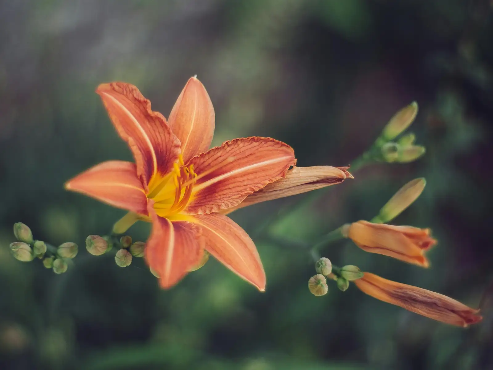 daylily hybrid close-up