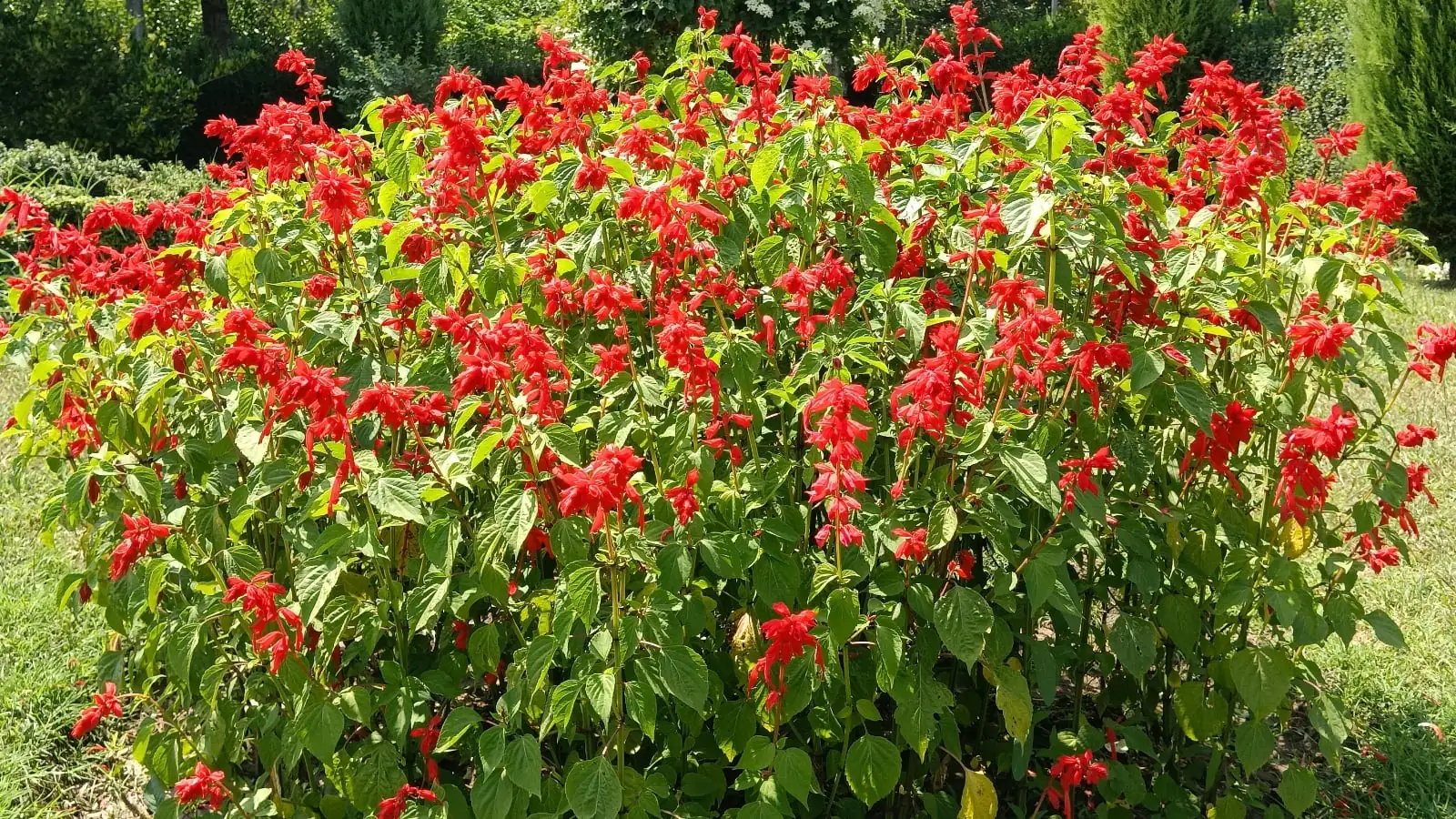 ornamental grasses with scarlet sage