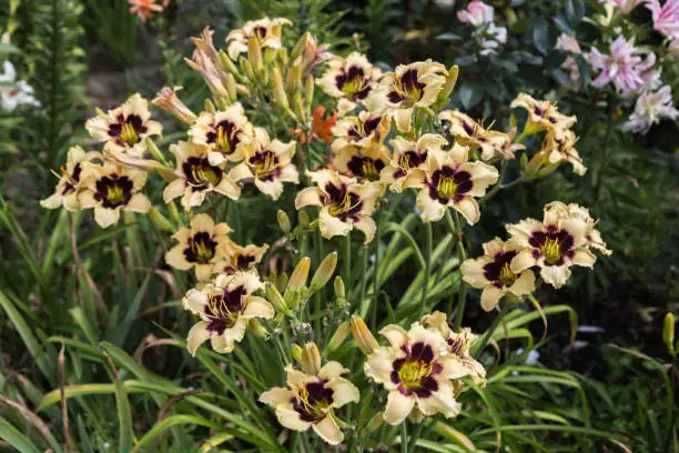 One Day Wonder: Fun Facts About Daylilies