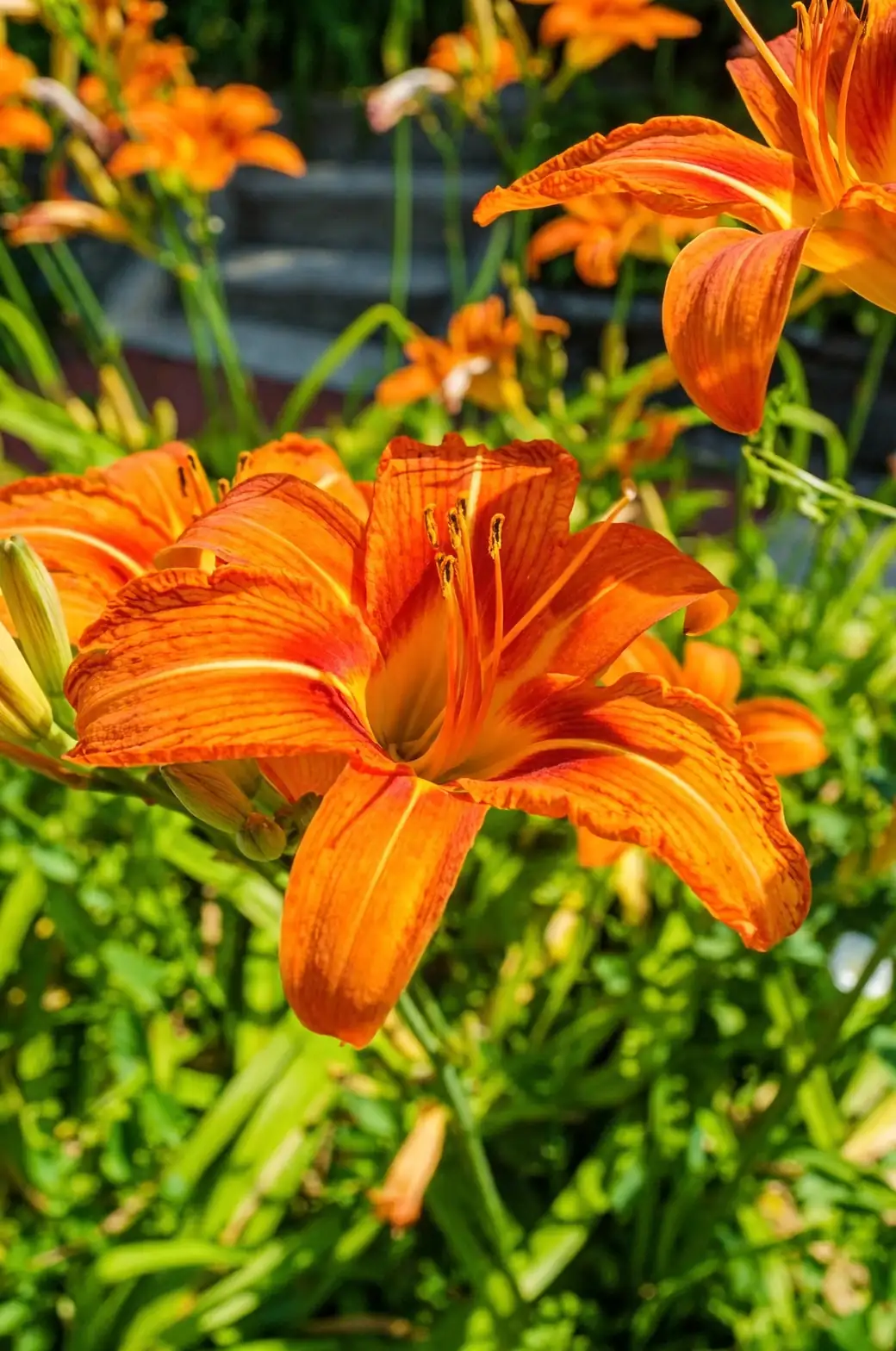 daylily single bloom close-up