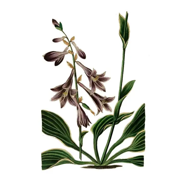 daylily historical illustration