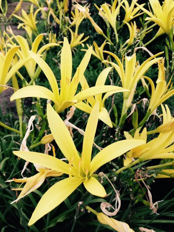 night-blooming daylily garden