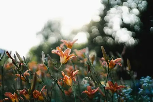 daylilies in a garden setting