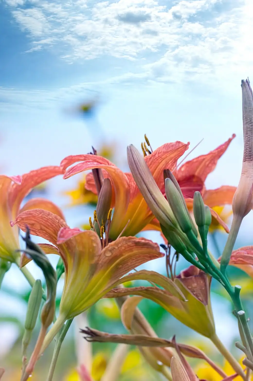 Daylily Design: Transform Your Garden with These Vibrant Varieties