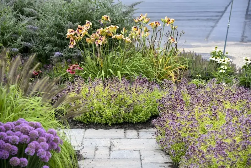 daylily with ornamental grasses