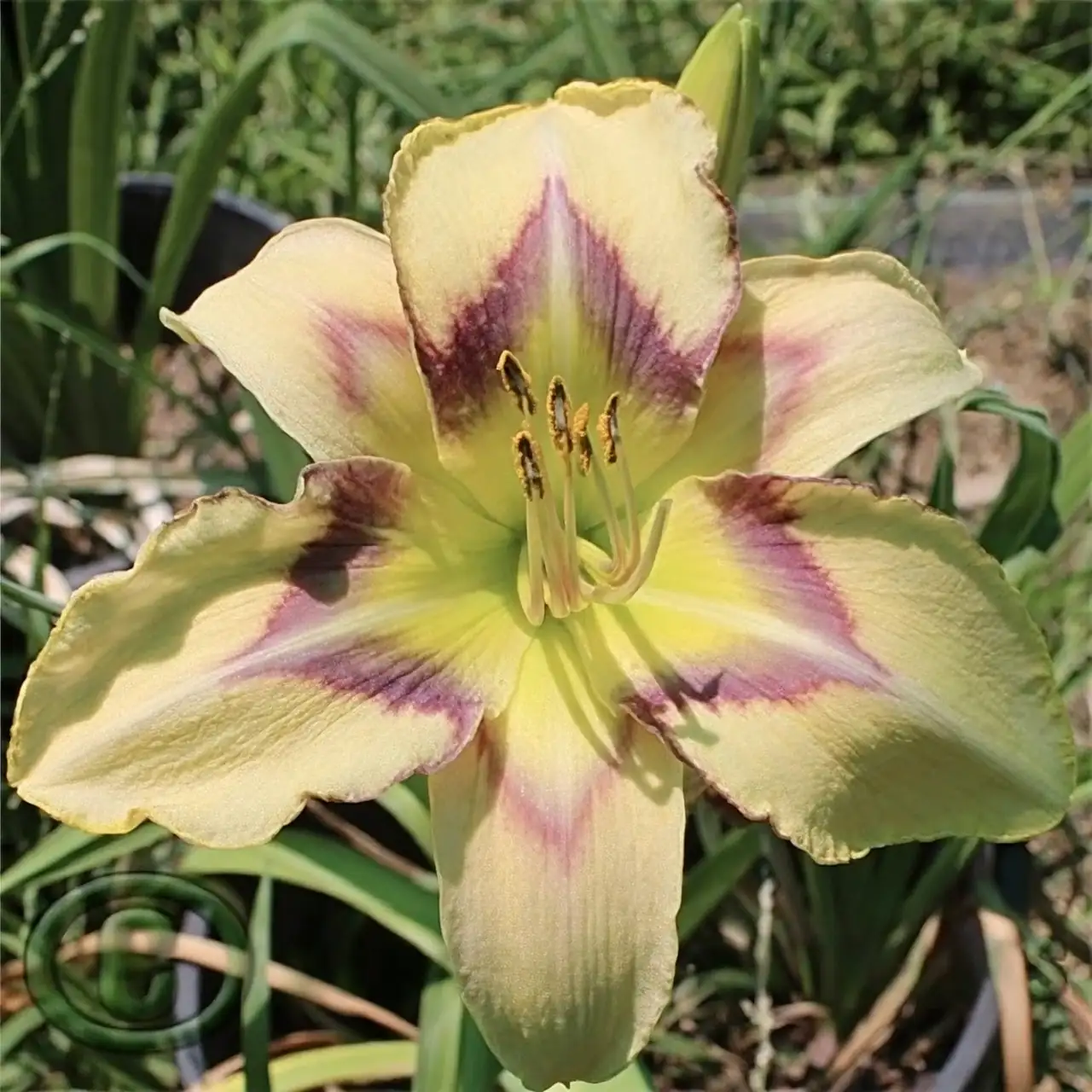 daylily propagation garden