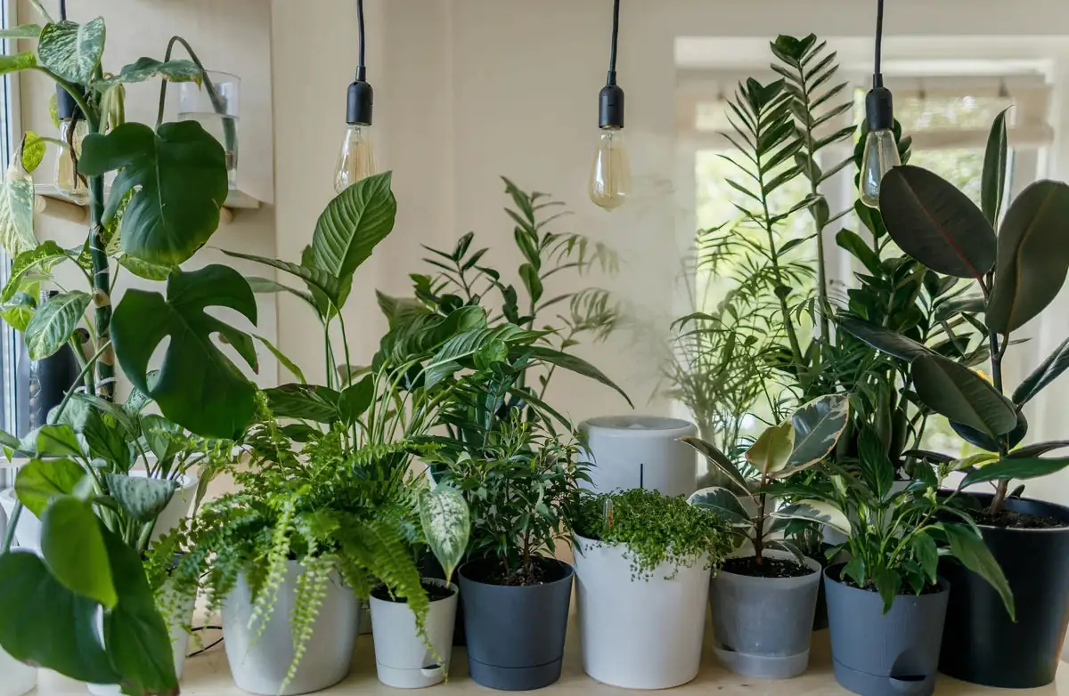 liquid fertilizer application on houseplant