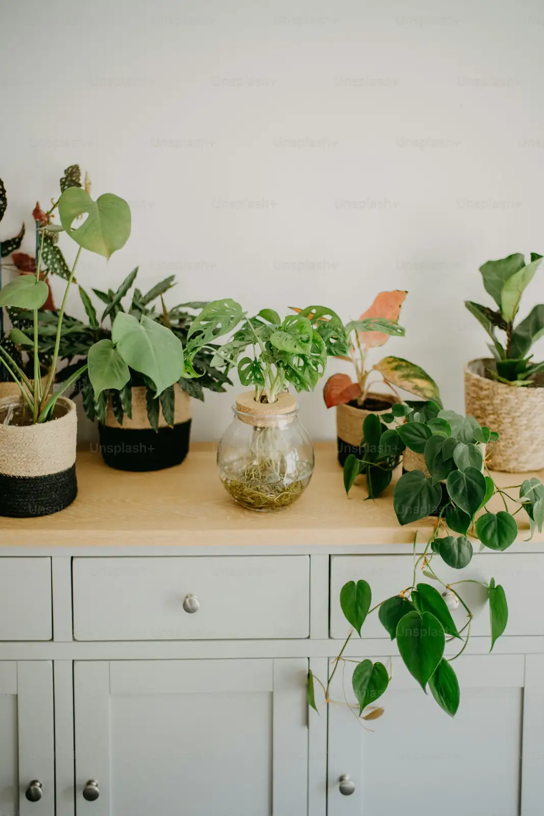 over-fertilized houseplant with brown tips
