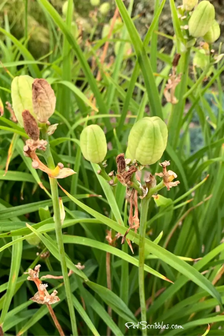 daylily seed pods close-up