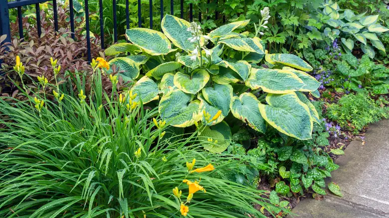 hostas and daylilies together