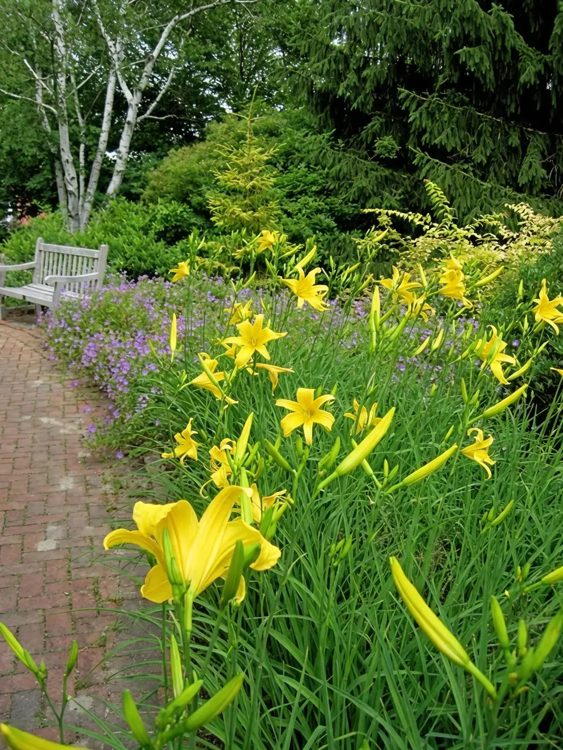 salvia and daylilies color contrast