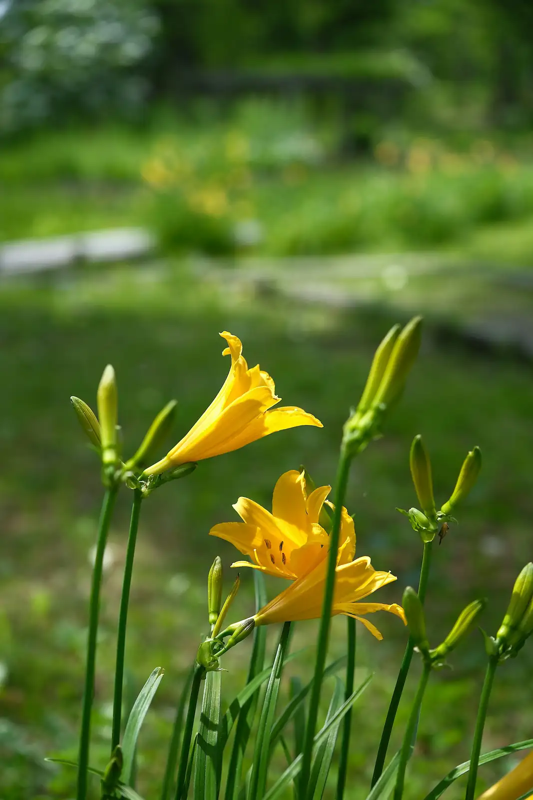 daylilies on garden slope