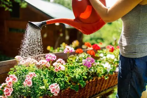 summer garden care