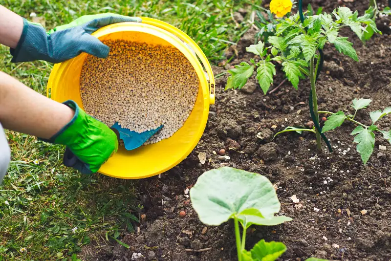 Knowing When to Hit Pause: The Perfect Time to Stop Fertilizing Your Plants