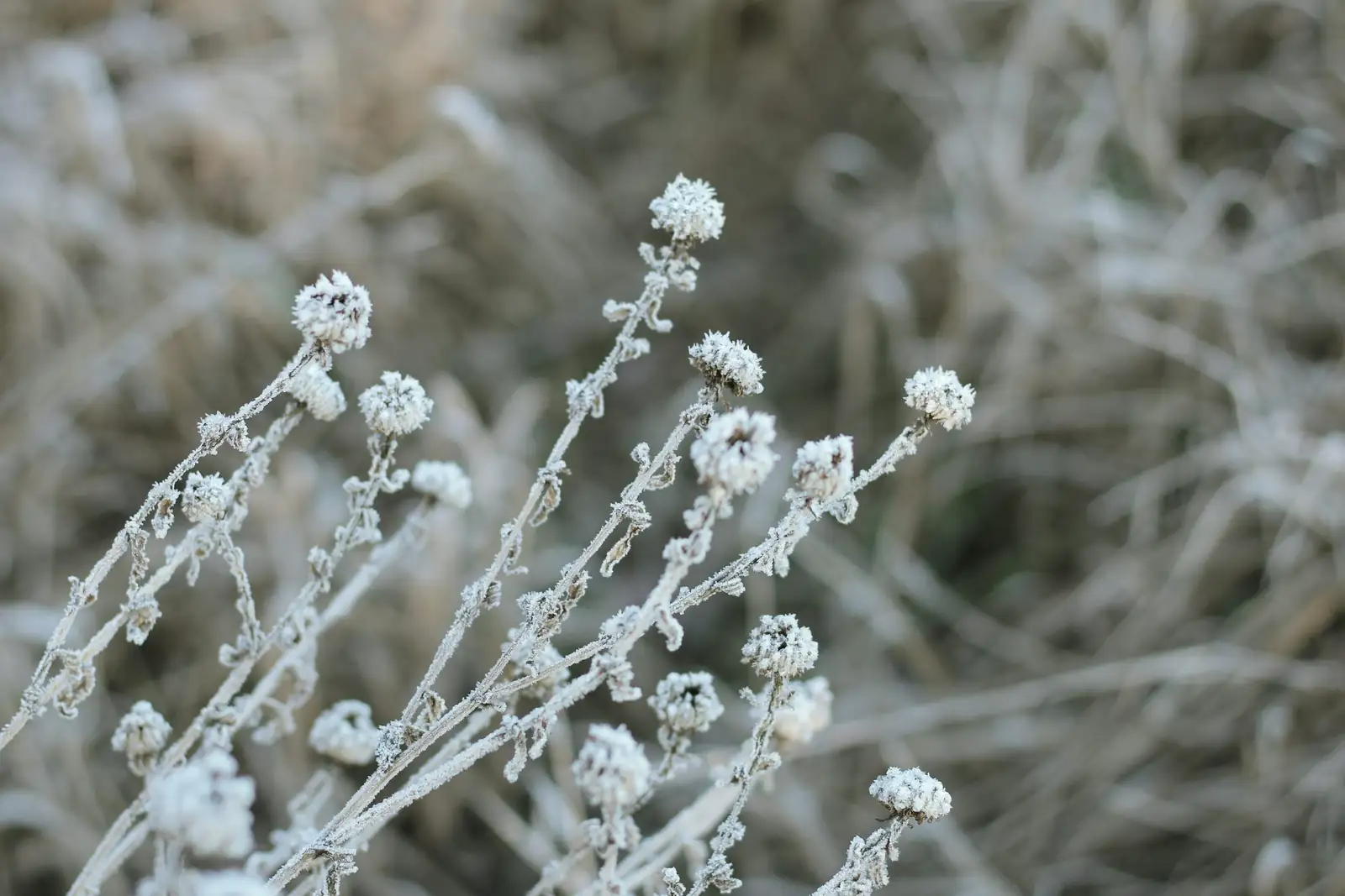 frost damaged plants