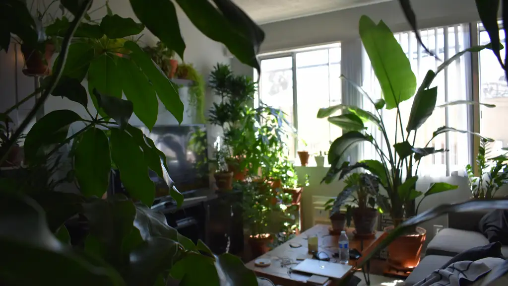 indoor plant light conditions