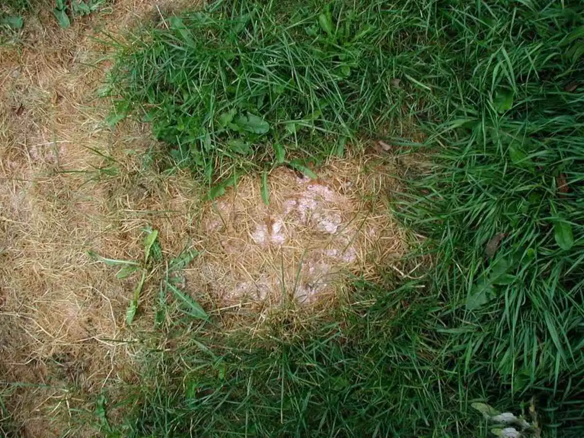 Save Your Plants: How to Rescue Over-Fertilized Greenery