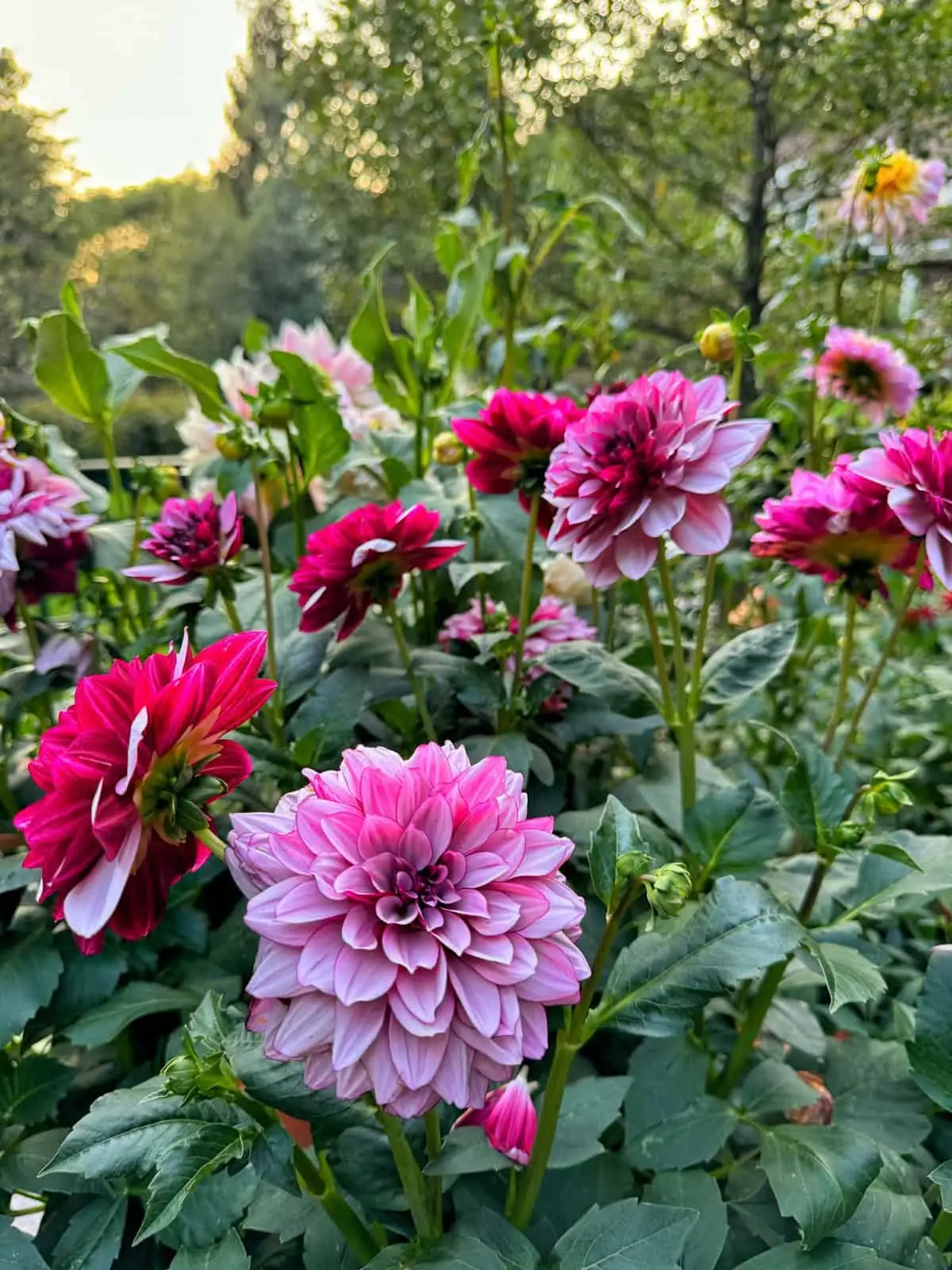 Dahlia Care: Unlocking the Secret to Stunning Summer Blooms!