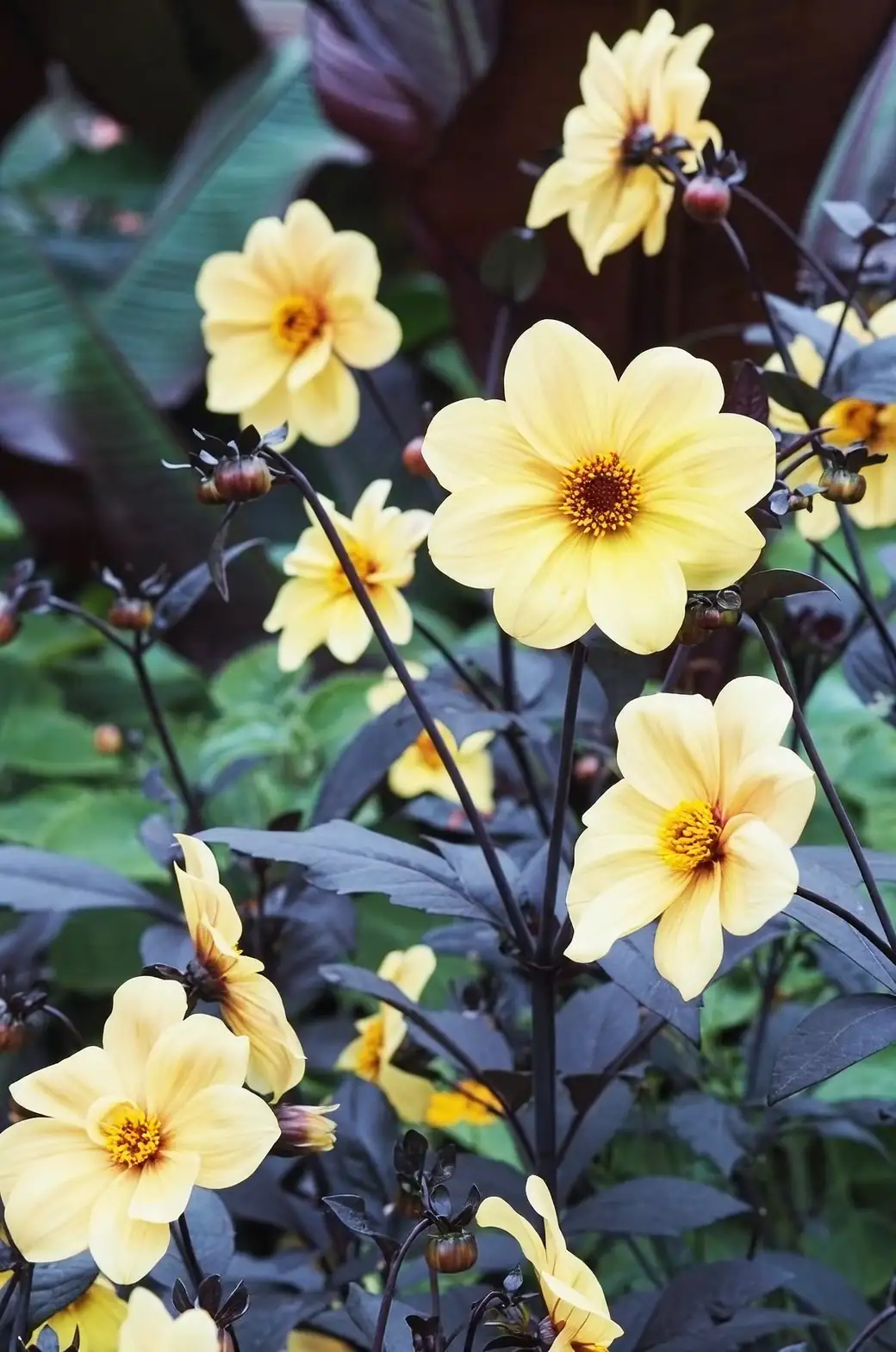 dahlia in morning sunlight
