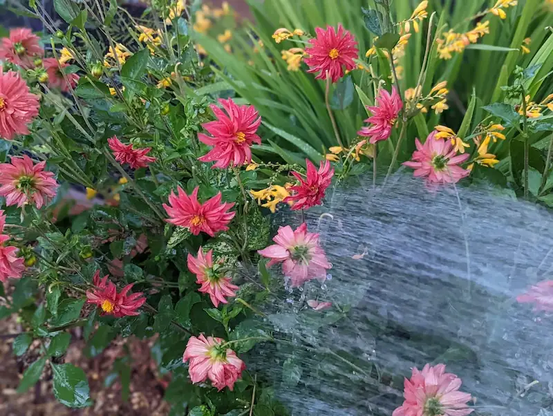 watering dahlias garden hose