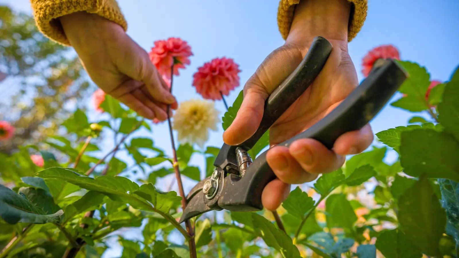 pruning dahlia plant hands
