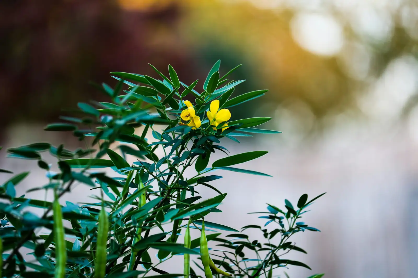 Turning Over-Fertilization Woes into Wins: How to Rescue Plants with Yellow Leaves