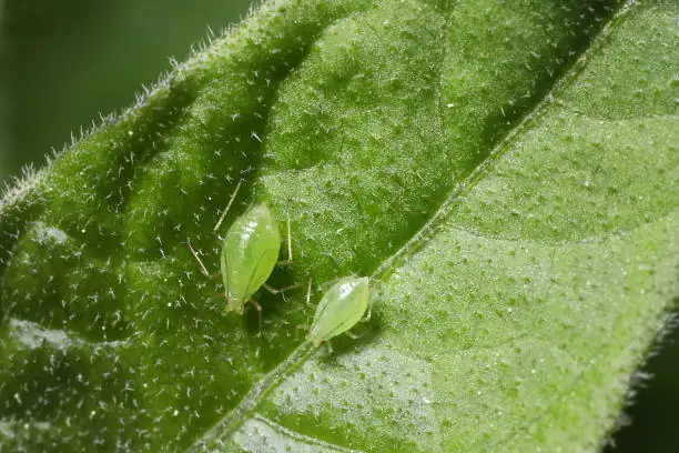 aphids on dahlia leaves close-up