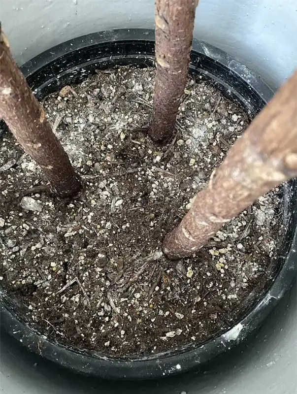crusty soil surface fertilizer