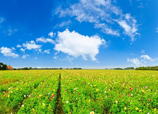 From Aztec Gardens to European Fame: The Fascinating Journey of Dahlias