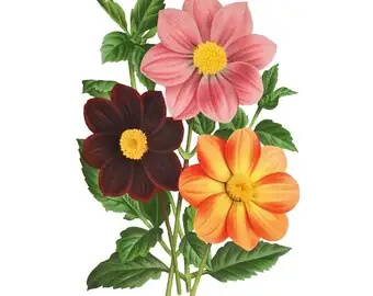 historical dahlia botanical illustration