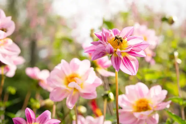 Did You Know? Fun and Fascinating Facts About Dahlias