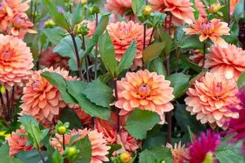 dahlia cultivation in garden