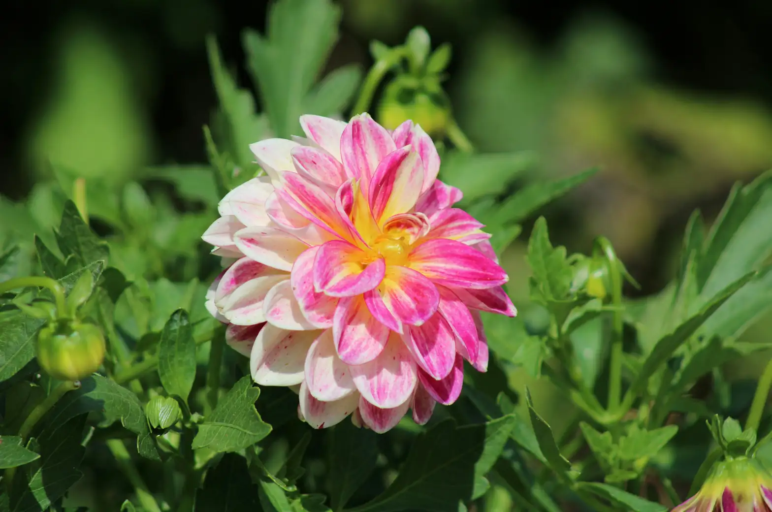 Dahlia Symbolism: More Than Just a Pretty Face