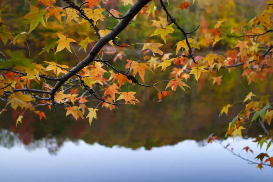 Leaf Detective: Solving Nutrient Deficiencies Through Leaf Color Clues