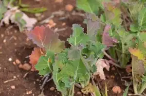 purple plant leaves phosphorus deficiency