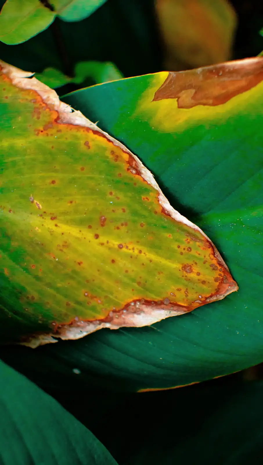 brown scorched plant leaf edges potassium deficiency