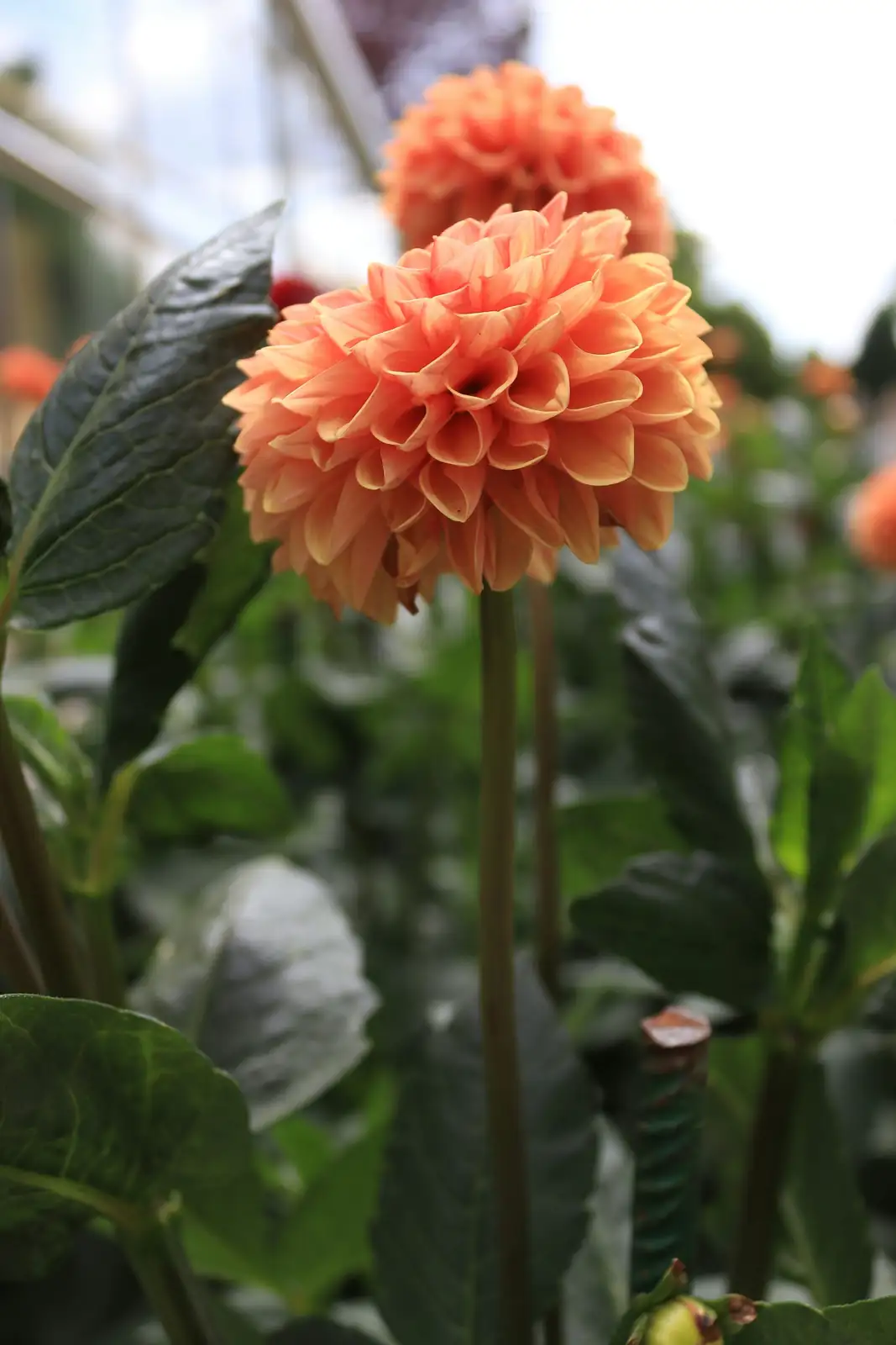 tall dahlia border garden