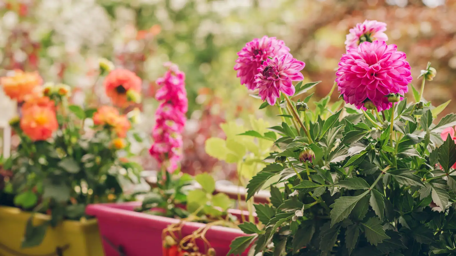 dwarf dahlias patio container