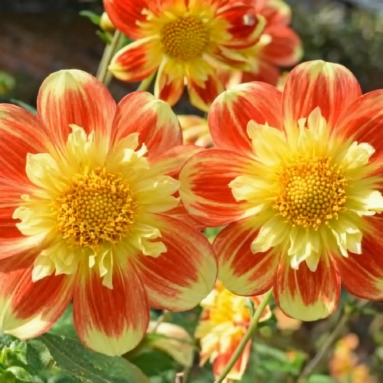 red and yellow dahlias contrast