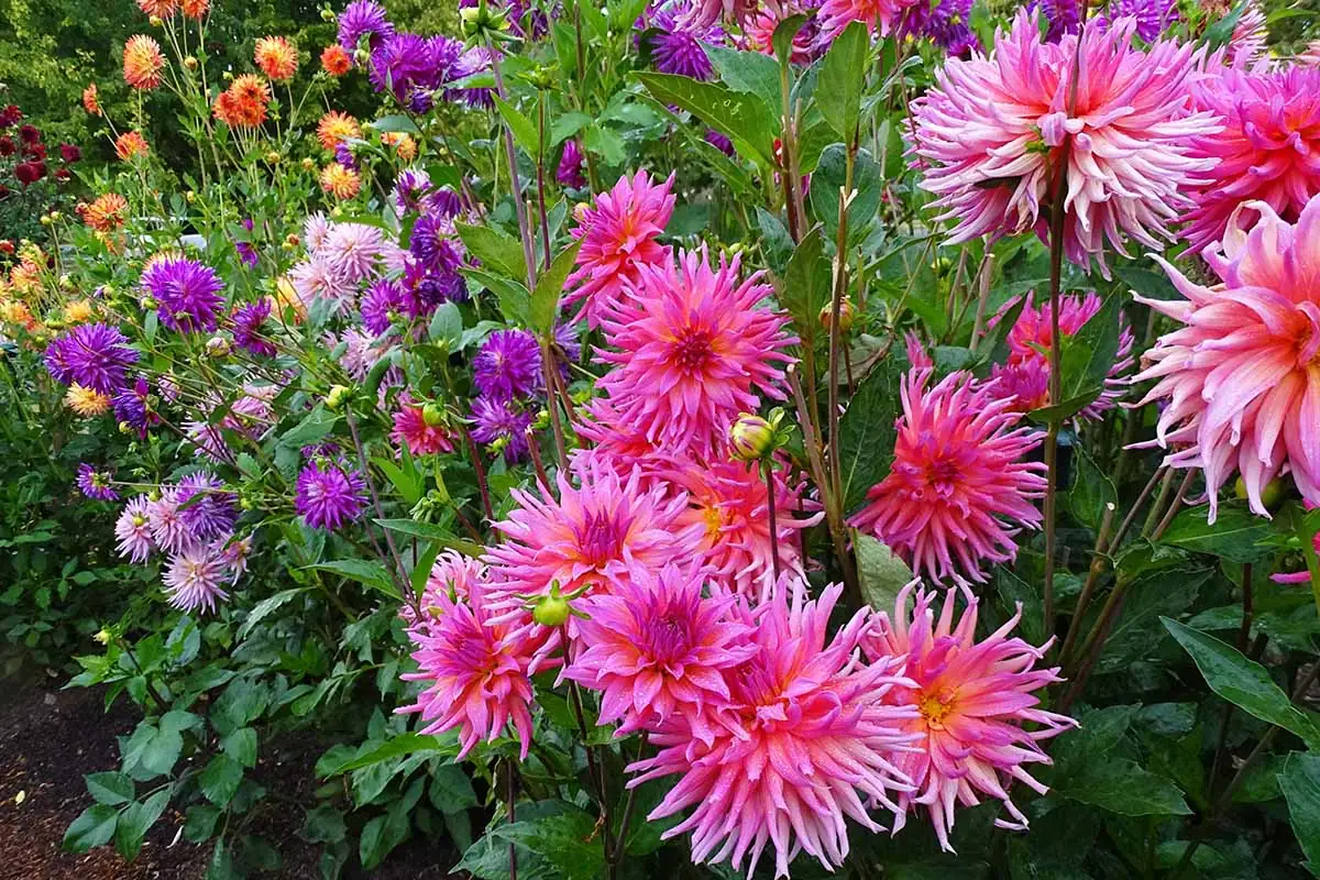 Mastering Dahlia Propagation: From Tubers to Stunning Displays