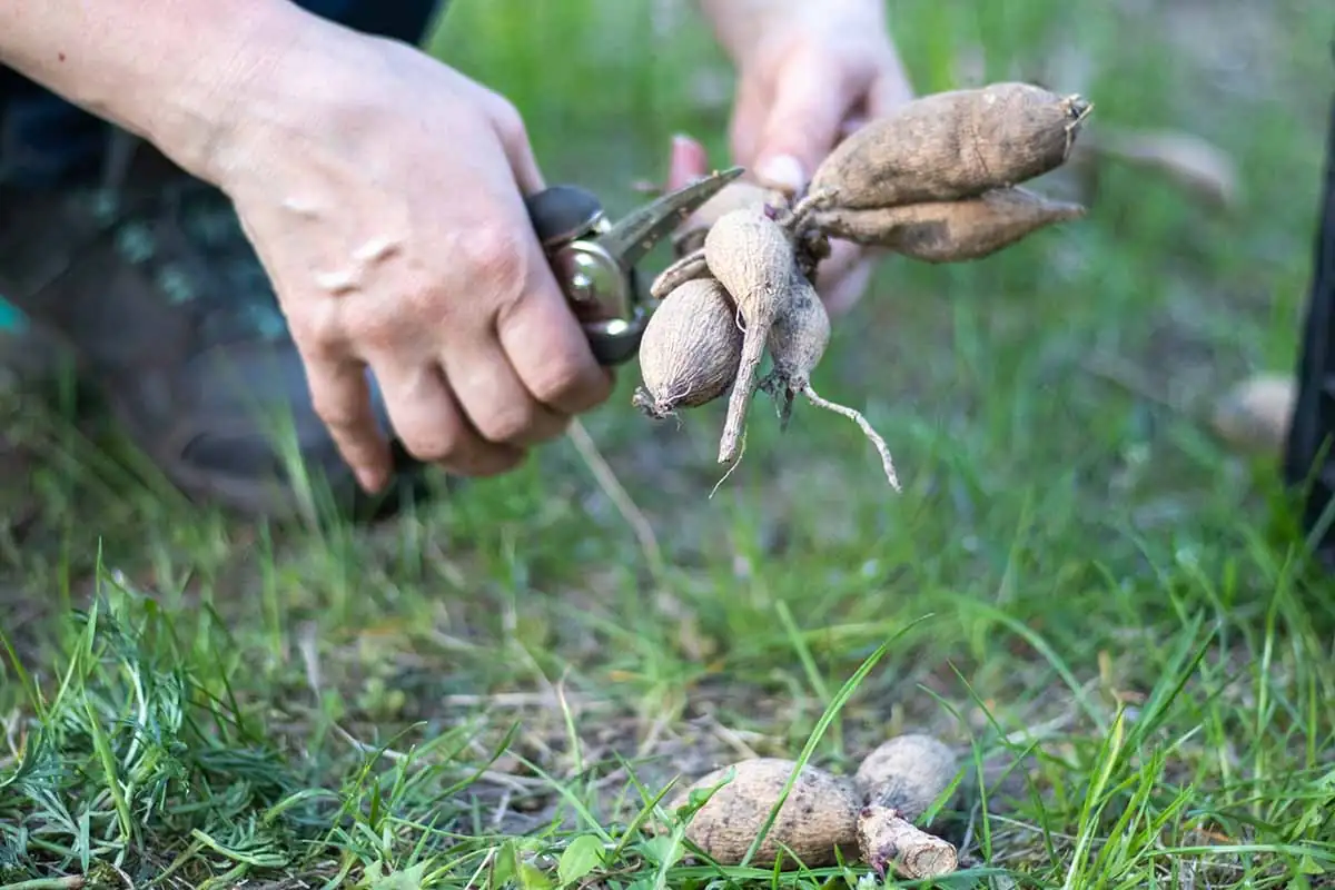 dahlia tuber division process