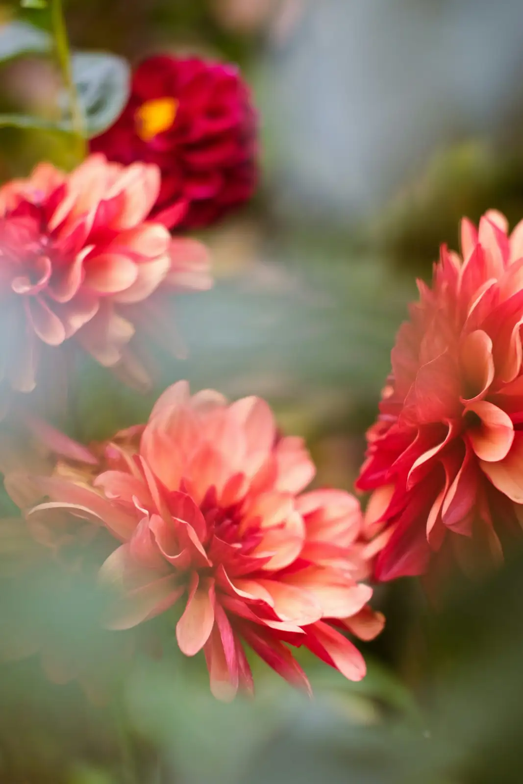 dahlia cuttings preparation