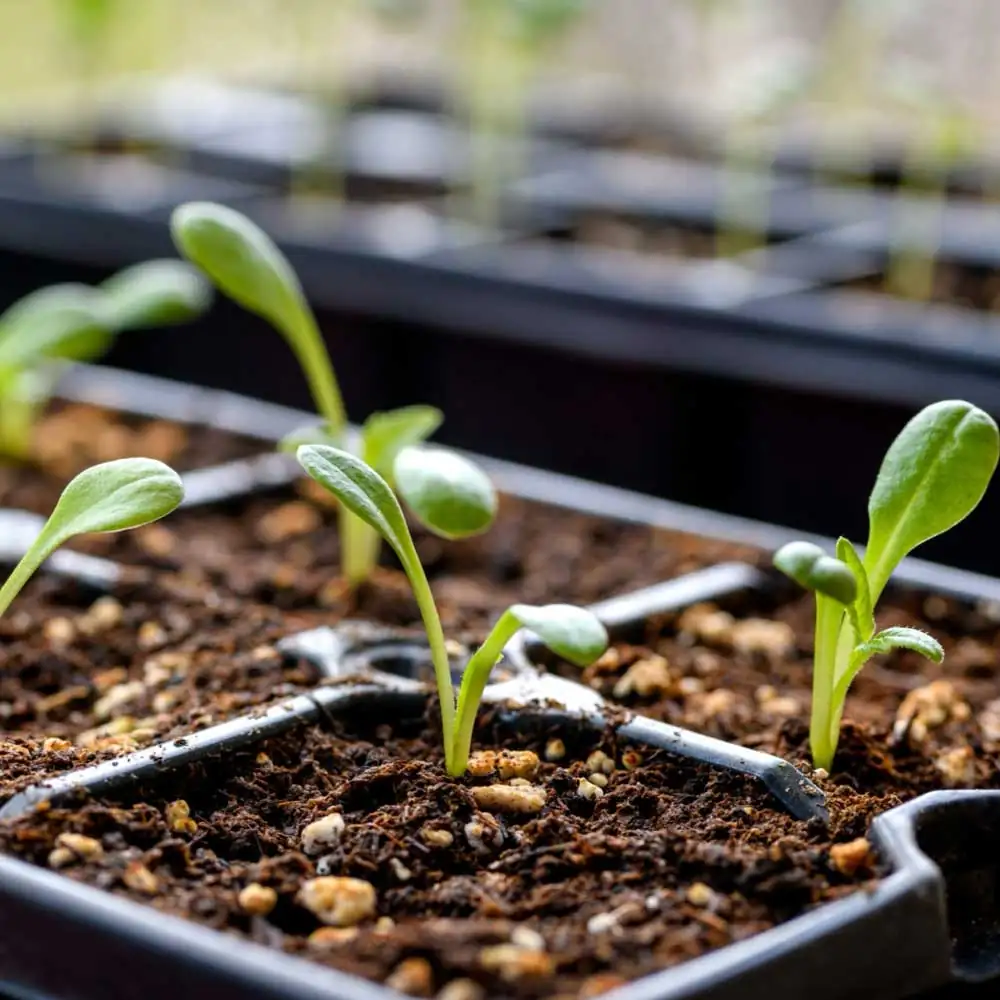 dahlia seed germination process