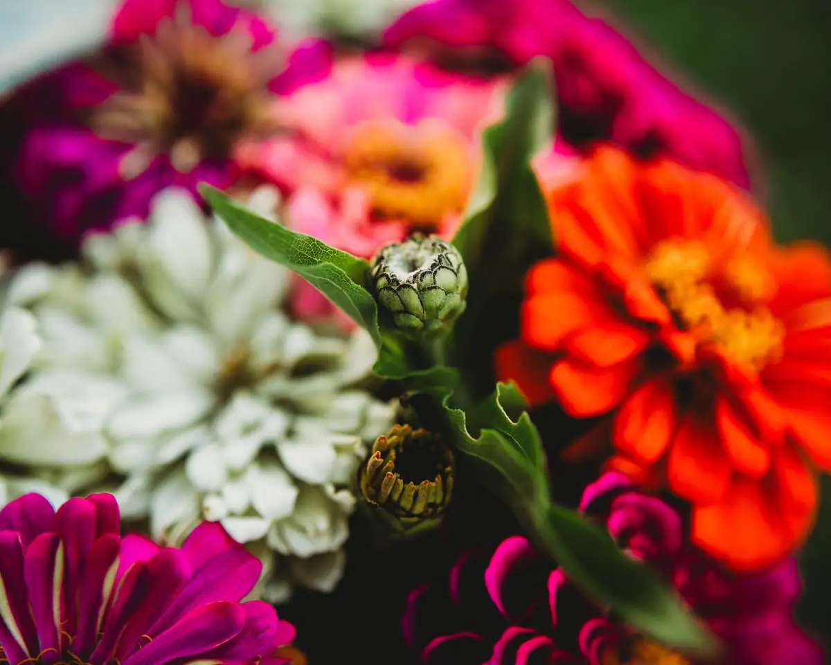 zinnias and dahlias together