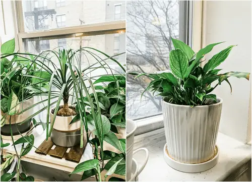 Crafting the Perfect Potting Mix: A Universal Guide for Every Plant Lover
