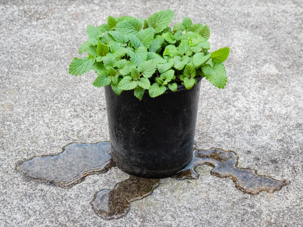 water pooling on potted plant soil