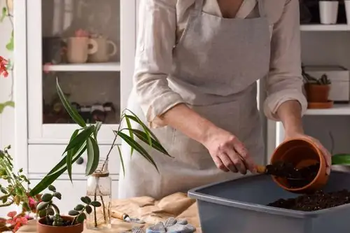 chopstick poking soil in plant pot